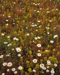 Poster - USA, Oregon. Parentucellia and daisies in field. 