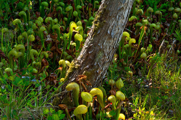 Poster - Cobra lily, darlingtonia californica, Darlingtonia State Natural Site, Heceta Beach, Oregon, USA.