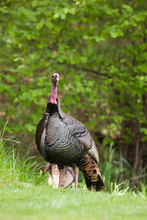 USA, Oregon, Monmouth, Wild Turkey (Meleagris Gallopavo)
