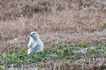 Wall Mural - USA, South Dakota, Philip, Badlands, Prairie Homestead of Edgar and Alice Brown, Rare white prairie dog