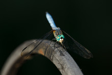 USA, Oregon, Keizer, Blue Dasher (Pachydiplax Longipennis) Male.
