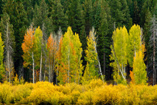 Early Autumn Deschutes National Forest. Oregon, USA