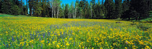 USA, Oregon, Quartz Mountain. A Wildflower Blanket Covers This Meadow In The Quartz Mountain Area Of Lake County, Oregon.