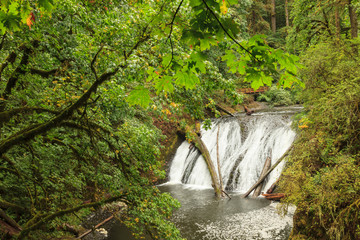 Wall Mural - Trail of Ten Falls, Silver Falls State Park, near Silverton, Oregon