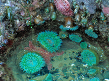 USA, Oregon, Nepture SP. Sea Anemone Cluster In The Tide Pools At Strawberry Hill On The Pacific Ocean Of Oregon.