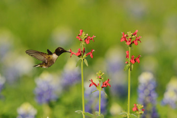 Wall Mural - Black-chinned Hummingbird (Archilochus alexandri), adult male feeding on blooming Scarlet betony (Stachys Coccinea) among Texas Bluebonnet (Lupinus texensis), Hill Country, Texas, USA