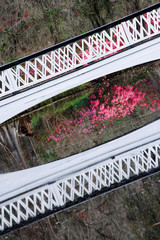 Poster - USA, South Carolina, Charleston. Tilted view of bridge on the Magnolia Plantation. (PR)