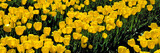 Fototapeta Tulipany - USA, Oregon, Willamette Valley. Ranks of bright yellow tulips announce the beginning of spring at a bulb farm in Oregon's Willamette Valley.