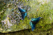 Usa, North Carolina. Smoky Mountains National Park. Big Creek Trail. Red-spotted Purple Butterflies (Limenitis Arthemis) On Moss And Lichen