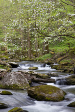 Dogwood Trees In Spring Along Middle Prong Little River, Tremont Area, Great Smoky Mountains National Park, Tennessee