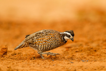 Sticker - USA, Texas, Hidalgo County. Male bobwhite scratching in dirt. Credit as: Cathy & Gordon Illg / Jaynes Gallery / DanitaDelimont.com