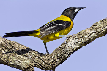 Sticker - USA, Texas, Santa Clara Ranch. Audubon oriole on limb. 