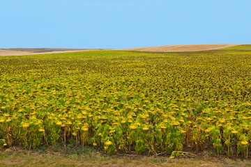 Sticker - USA, South Dakota, Badlands Field of Sunflowers ready for Harvest along State Hwy 27 near Scenic