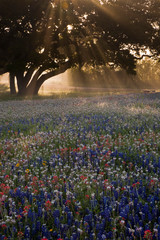 Sticker - Field of bluebonnets (Lupinus texensis), paintbrush(Castilleja foliolosa) and trees on foggy morning sunrise, Texas, USA, North America