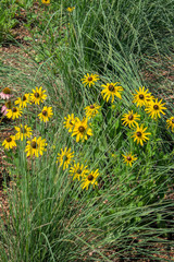 Wall Mural - Black eyed Susan, garden, Austin, Texas, Usa