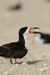 Wall Mural - Black Skimmer (Rynchops Niger), adult with egg on nest, Port Isabel, Laguna Madre, South Padre Island, Texas, USA