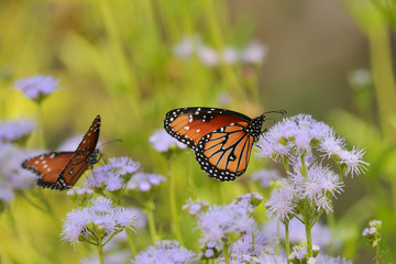 Wall Mural - Queen (Danaus gilippus), adult feeding on blooming Gregg's Mistflower (Conoclinium greggii), Hill Country, Texas, USA