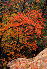 Canvas Print - USA, Utah, Zion National Park. Boulder and red autumn leaves.