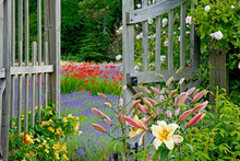 USA, Washington, Bainbridge Island. Garden Gate Opens Onto Variety Of Flowers And Plants. 