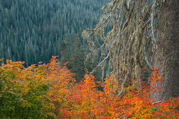 Sticker - USA, Washington, Mount Baker Wilderness. Scenic view from the Tomyhoi Lake Trail. 