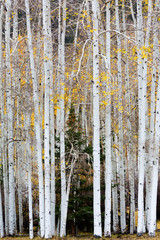 Wall Mural - Utah, Dixie National Forest, aspen forest along Highway 12