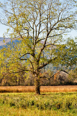 Sticker - USA, Tennessee. Great Smoky Mountains National Park, Autumn in Cades Cove