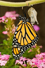 USA, Texas, Hill Country. Close-up Of Monarch Butterfly Just Hatched From Pupal Stage Cocoon. 