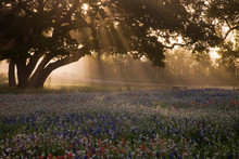 Field Of Bluebonnets (Lupinus Texensis), Paintbrush(Castilleja Foliolosa) And Trees On Foggy Morning Sunrise, Texas, USA, North America