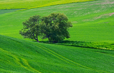 Poster - The Palouse, southwest of Colfax, WA, USA.