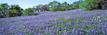 USA, Texas, Llano. The Lush Carpet Of Texas Bluebonnets Is Occasionally Dotted With Oak Trees In Hill Country, Texas.