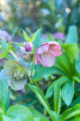 Wall Mural - USA, Virginia, Williamsburg, Hellebore