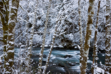 Wall Mural - USA; Washington; Olympic National Park. Winter scenic of Hamma Hamma River. 