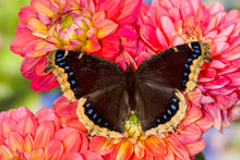 North American Butterfly Mourning Cloak On Dahlia Flowers.