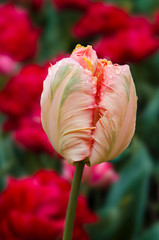 Wall Mural - USA, Washington. Tulip bud begins to open. Credit as: Jones & Shimlock / Jaynes Gallery / DanitaDelimont.com