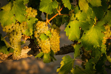Usa, Washington State, Mabton. Red Willow Vineyard Supplies Viognier Grapes To Many Of Washington's Highest Rated Wines.