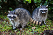 Tacoma, Washington State. Pair Of Raccoons