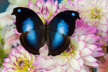 Wall Mural - Tropical butterfly Napeocles jucunda the Great blue hookwing on Dahlia