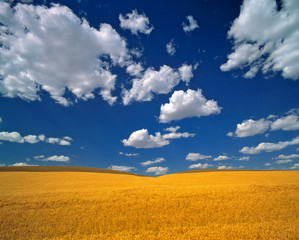 Canvas Print - USA, Washington State, Colfax. Ripe barley meets the horizon near Colfax in the Palouse area, Washington State.