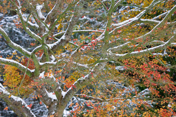 Sticker - USA, Washington. Snow-covered maple tree in fall color. 