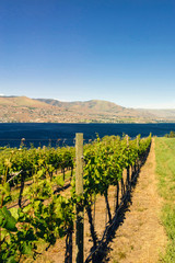 Sticker - USA, Washington, Lake Chelan. Vineyard in the Lake Chelan AVA in Washington.