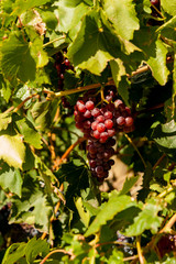 Canvas Print - Usa, Washington State, Red Mountain. Mourvedre grapes at Corvus Vineyard.