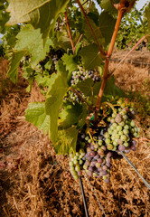 Canvas Print - Usa, Washington State, Yakima Valley. Boushey Vineyard