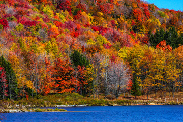 Poster - Canaan Valley, West Virginia. Allegheny autumn forest and a blue lake