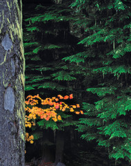 Wall Mural - USA, Washington State, Mt Adams Wilderness. An vivid orange vine maple glows in the Mt Adams Wilderness, Washington State.