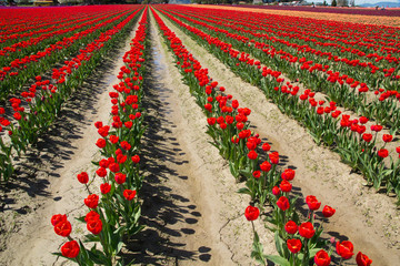 Wall Mural - United States, Washington State, Mount Vernon, tulip fields bloom at the annual Skagit Valley Tulip Festival
