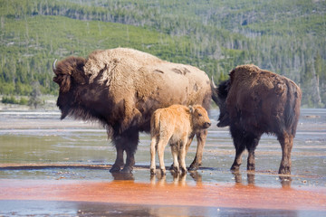 Wall Mural - WY, Yellowstone National Park, Bison calf, mother, and yearling, at Midway Geyser Basin