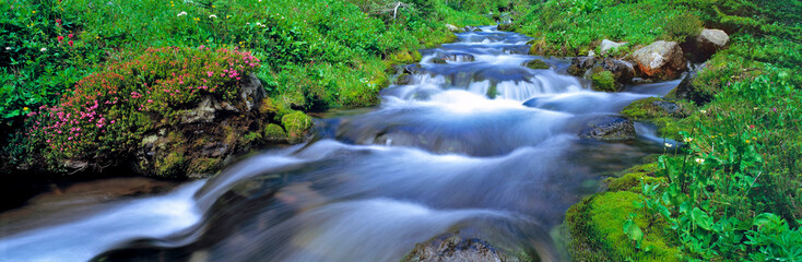 Wall Mural - USA, Washington State, Mt Adams Wilderness. Bird Creek is one of many mountain streams in the Mt Adams Wilderness, Washington State.