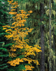 Wall Mural - USA, Washington State, Mt Adams Wilderness. Golden vine maple leaves contrast a moss-draped tree in the Mt Adams Wilderness, Washington State.