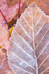 Wall Mural - USA, WA, Frost on Paper Birch Leaf (Betula papyrifera)