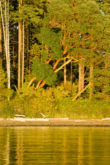 Canvas Print - USA, WA, San Juan Islands. Golden evening light sets shore Madrone trees aglow.